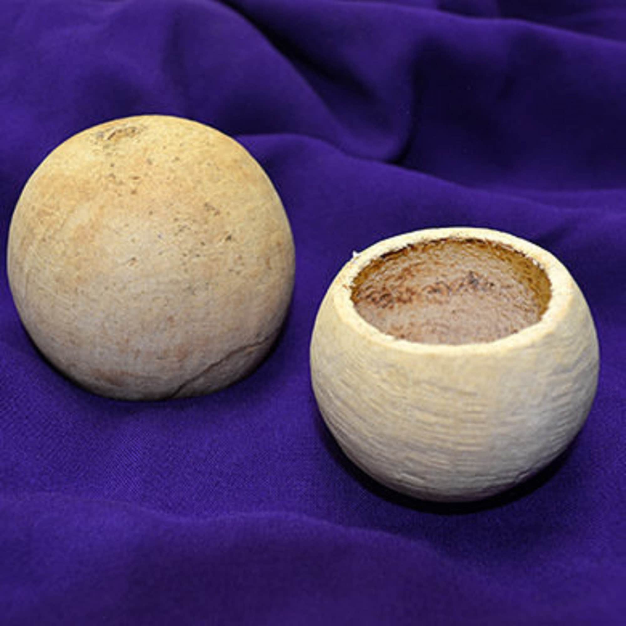 Curd Fruit Shell - Feronia Limonia - Natural Dried Cream Seed Pods - Etsy