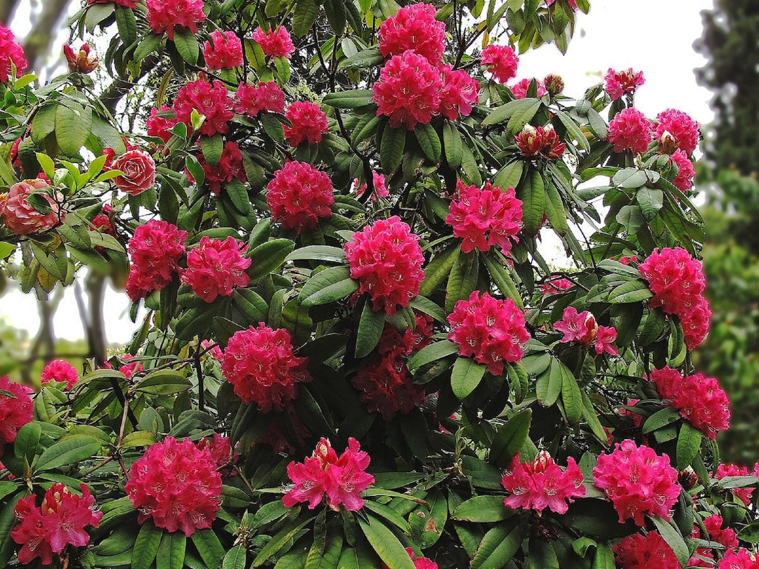 Rhododendron Baum - Rhododendron arboreum - Seltene 'Pflanzen' Samen -  Rhododendron Busch, Baum Rhododendron,Scarlet Rhododendron,Roter  Rhododendron - Etsy sterreich