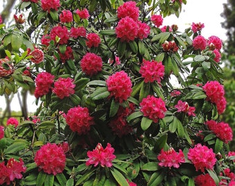 50 Rhododendron Smirnowii Seeds - Etsy Canada