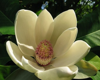 Houpu Bi-Lobed Magnolia - Magnolia officinalis var. biloba - Rare 'Plants' Seeds - Two-Lobed Houpu Magnolia, White-Yellow, Houpu Yulan