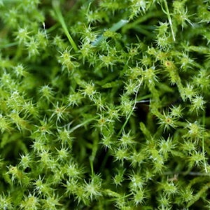 Może przedstawiać: Zbliżenie na kępę zielonego mchu o kolczastej fakturze.