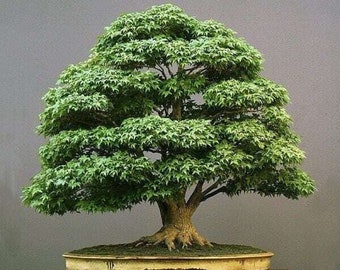 Tropical Oak Bonsai Tree - Casuarina cunninghamiana - Rare 'Bonsai Tree' Seeds - Quercus myrsinifolia, Chinese evergreen oak,blunt lobed oak