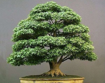 Casuarina Di Cunningham - Casuarina Cunninghamiana (Cura - Foto 9