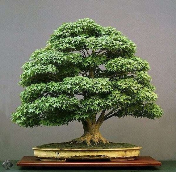 Tropical Oak Bonsai Tree - Casuarina Cunninghamiana - Rare Bonsai Tree -  Etsy Denmark
