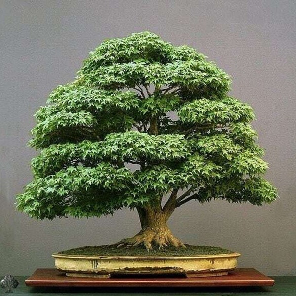 Dąb tropikalny - Casuarina cunninghamiana - rzadkie nasiona 'Drzewko bonsai' - Quercus myrsinifolia, dąb wiecznie zielony, dąb o tępych klapach
