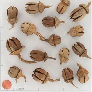 Alatus Pods - Perfect for Autumn Decorating - Craft Supplies Botanicals ...