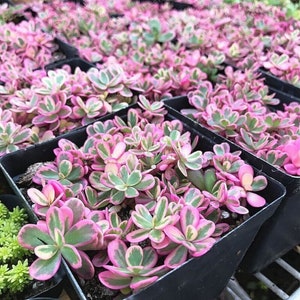 Sunsparkler Sedum &quot;&quot;Dream Dazzler&quot;&quot; - Sedum rupestrie - Rare Sukkulenten Samen - Fetthenne Sedum, auffällige Fetthenne, Sukkulenten Sedum, Dazzleberry.&quot;