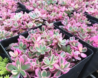 Sedum Sunsparkler « Dream Dazzler » - Sedum rupestre - graines succulentes rares - orpin orpin, orpin voyante, sedum succulent, ébène