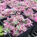 see more listings in the Succulent Plant Seeds section