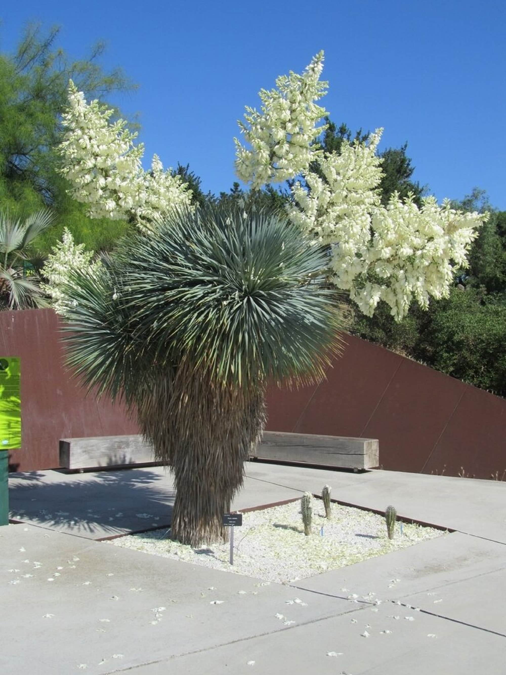 Yucca rostrata - Etsy 日本