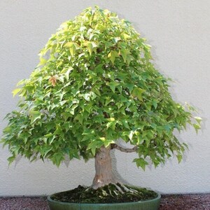 Peut inclure: Un bonsaï vert avec un tronc épais et de nombreuses branches. L'arbre est dans un pot en céramique vert avec de la mousse sur la surface.