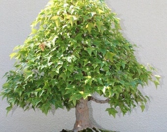 Trident Maple Bonsai Tree - Acer buergerianum - Rare 'Bonsai Tree' Seeds - three toothed maple, Green-Yellow, Burgundy lace, Sapindaceae