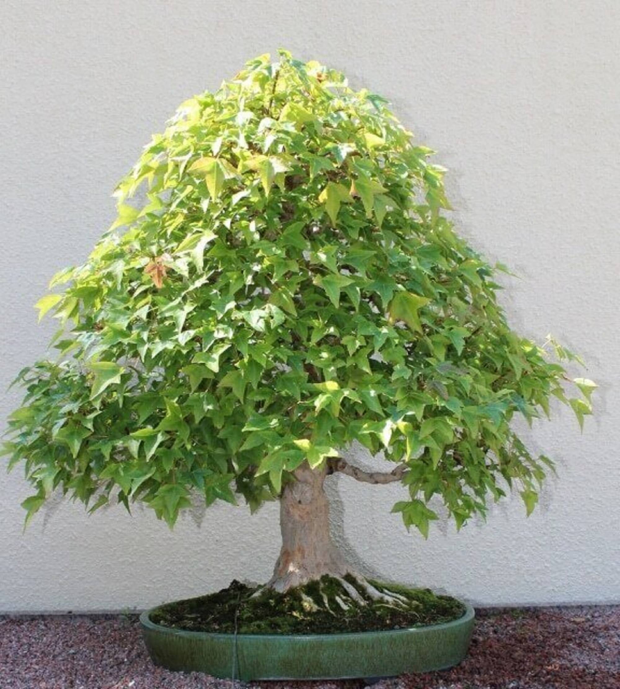三つ葉カエデの盆栽 - Acer buergerianum - 珍しい「盆栽」の 三つ葉カエデの盆栽 - Acer buergerianum - 珍しい「盆栽」の