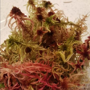 Live Mix Sphagnum Moss - Sphagnum sp - Perfecte mix van rode, bordeauxrode, paarse, groene en gouden spagmossen - Levend, natuurlijk, echt veenmos