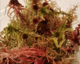 Live Mix Sphagnum Moss - Sphagnum sp - Mezcla perfecta de musgos rojos, morados burdeos, verdes y dorados - Live, Natural, Real Sphagnum Moss