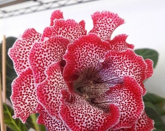 Gloxinia del fiorista - Punch alla fragola - Sinningia Speciosa - Semi di piante rare - Gloxinia brasiliana, rosa-bianco, Gloxinia fata, Primula del Capo