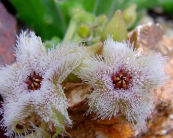 Fleur étoilée grandulaire - Stapelia glandulifora - graines rares de « cactus » - fleur étoilée africaine, vivace neuf étoiles, étoile du Cap, Ornithogalum dubium