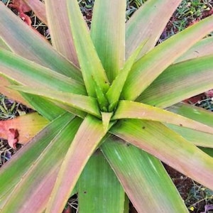 Ugandan Aloe - Aloe Ikiorum - Rare Succulent &#39;Plant&#39; Seeds - Aloe Vera, Green-Pink, Barbados Aloe, First Aid Plant, Plant of Immortality