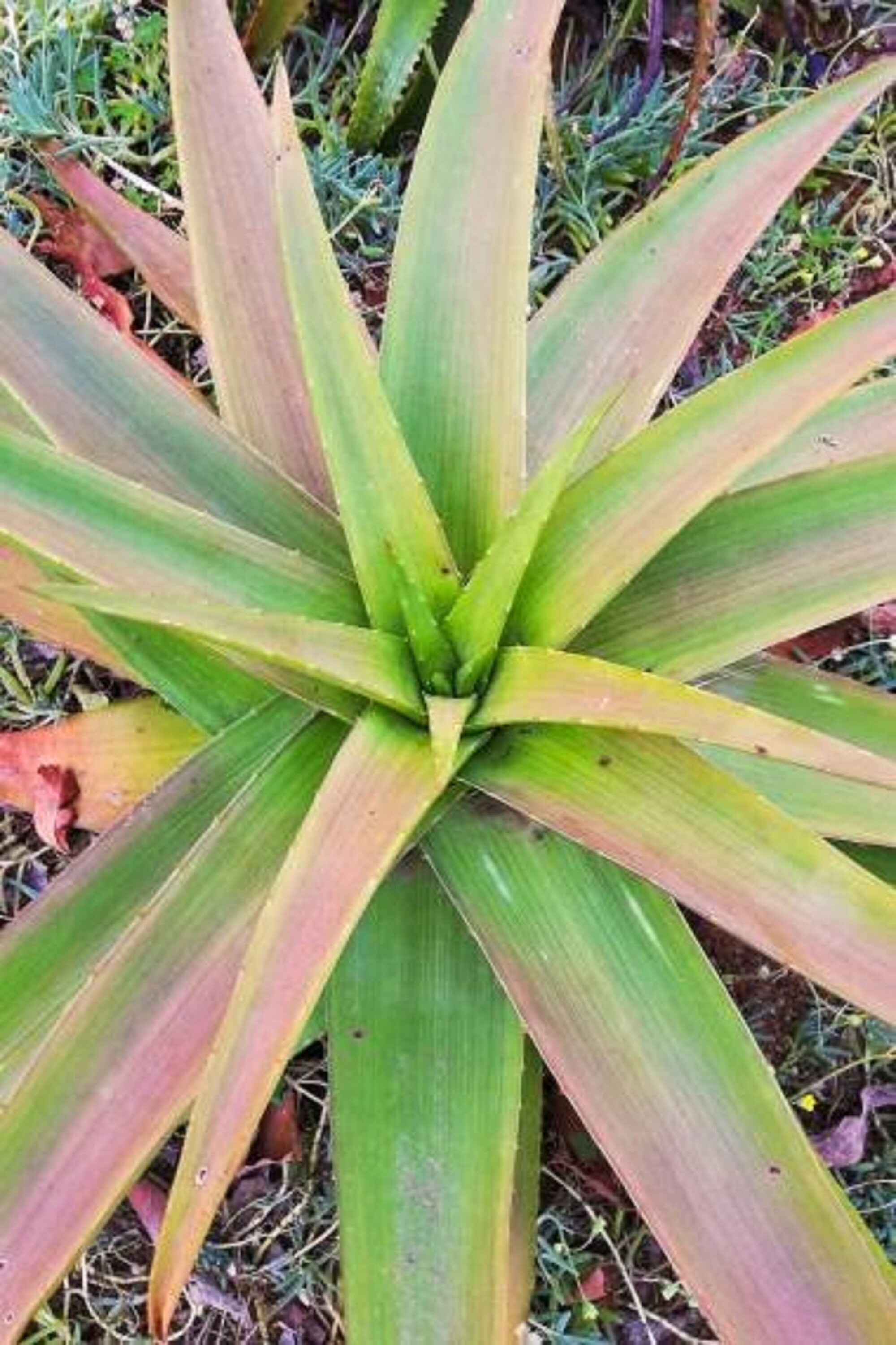 き*こ様 Aloe wanalensis Uganda Ugandan Aloe - Aloe Ikiorum - Rare Succulent 'plant' Seeds - Aloe