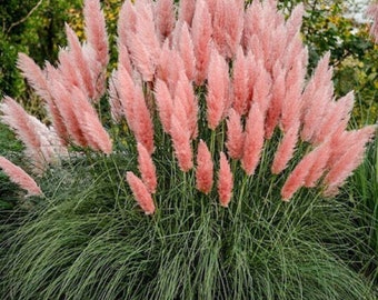 ピンクパンパスグラス - Cortaderia selloana 'Rosea' - 希少な「植物