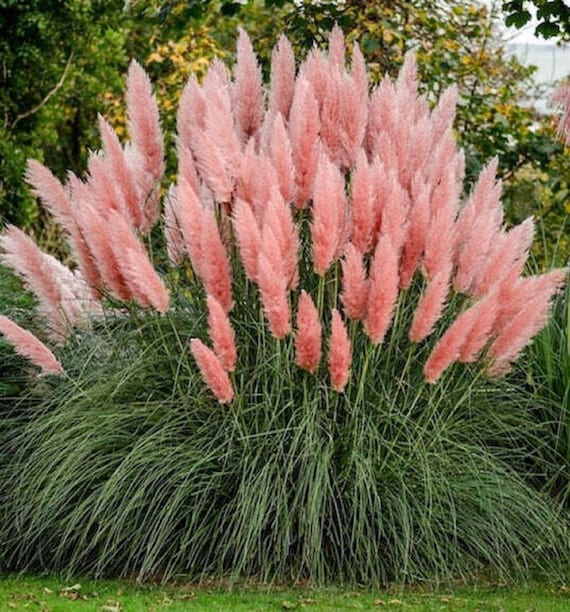Pinkes Pampasgras - Cortaderia selloana 'Rosea' - Seltene 'Pflanzen'-Art -  Pinke Pampas, Cortaderia selloana, Rosa Pampasgras - Etsy.de