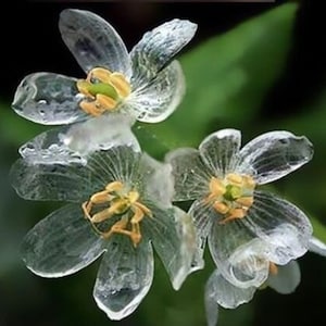 Crystal Skeleton Flower - Diphylleia grayi - Rare 'Plant' Seeds - Old Man Cactus, Clear-Yellow, Bearded Cactus, Diamond Skeleton Flower