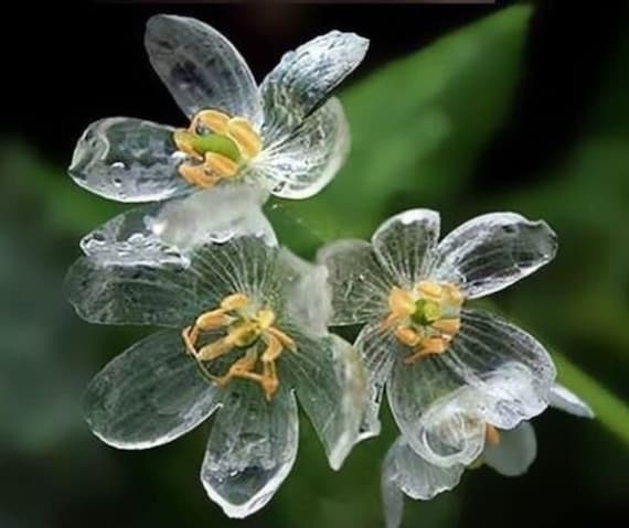 Crystal Skeleton Flower - Diphylleia Grayi - Rare 'plant' Seeds - Old Man  Cactus, Clear-yellow, Bearded Cactus, Diamond Skeleton Flower - Etsy Denmark