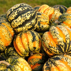 Può includere: Un mucchio di zucche a ghianda colorate con un mix di tonalità verdi, gialle e arancioni. Le zucche hanno una consistenza a coste e sono disposte in una ripresa ravvicinata, mostrando i loro motivi e colori naturali.
