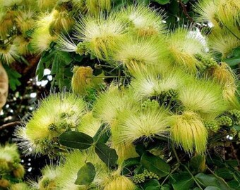 Siristräd / Kokoträd - Albizia lebbeck - Frön från sällsynta växter - Persiskt sidenträd, grönvitt, mimosaträd, kvinnans tungaträd, sovträd