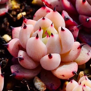 1am Succulent - Etsy Singapore