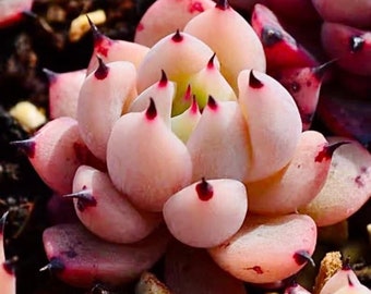 Echeveria à pointes de sang - Echeveria 'Blood Romeo X Echeveria cuspidata 'zaragozae' - Espèce succulente rare