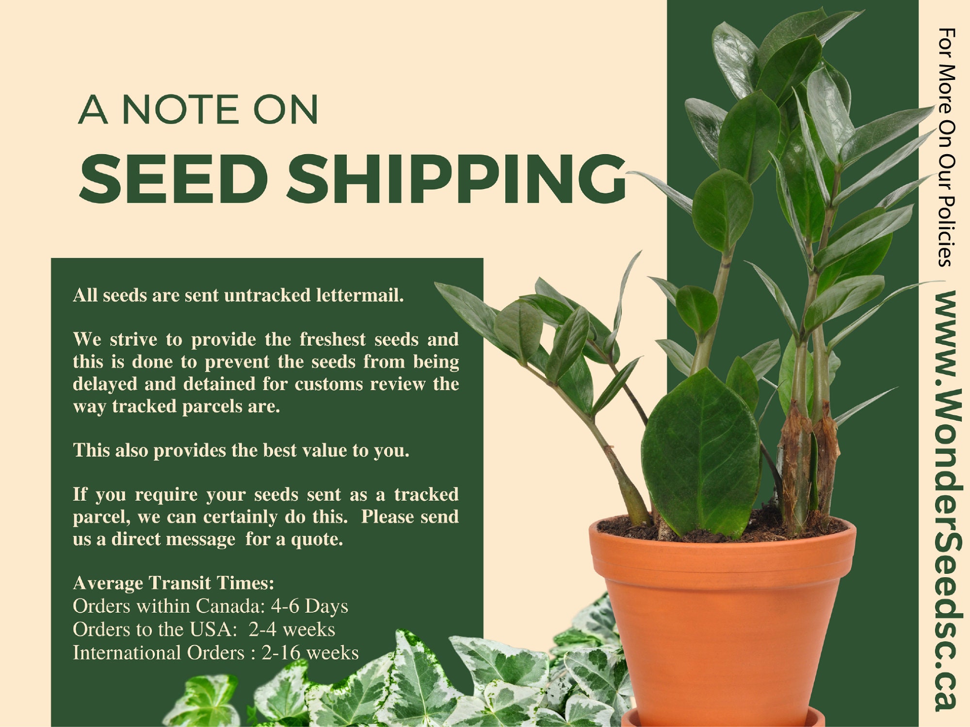 強烈なベゴニア - ベゴニア フェロックス - 希少植物種 - トゲトゲ