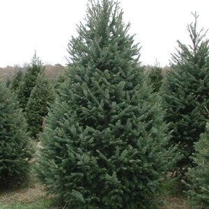 May include: A tall, green coniferous tree with a triangular shape, standing in a field of other trees. The tree has a dense, full canopy of needles.
