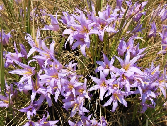 ブラックスティックリリー - Xerophyta retinervis - 珍しい「植物」の