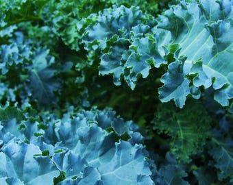 Può includere: Primo piano di un mazzo di foglie di cavolo riccio verde scuro e blu.