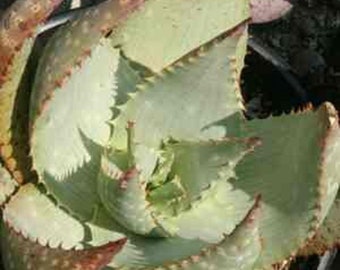 Sand Aloe - Aloe hereroensis - Rare 'Succulent Plant' Seeds - Coral Aloe, Green-White, Coastal Aloe, Sand-loving Aloe, Sand-dwelling Aloe