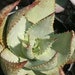 see more listings in the Succulent Plant Seeds section