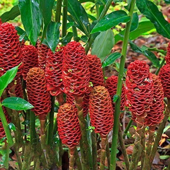 Red Pinecone Ginger Seeds (Zingiber Zerumbet) - 5 Fresh Seeds - Shampoo Ginger Plant For Tropical Gardens