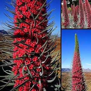 May include: A tall, spiky plant with bright red flowers. The plant is growing in a desert environment.