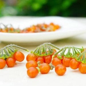 Orange Otricoli Huckleberry - Solanum nigrum - Rare &#39;Fruit&#39; Seeds - Otricoli Berry, Sweetberry Honeysuckle, Orange-Green, Box Huckleberry