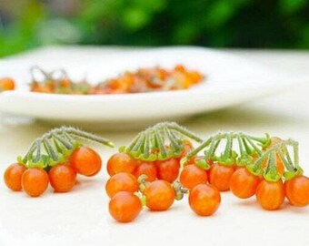 Arándano otricoli naranja - Solanum nigrum - Semillas de 'fruta' raras - Baya de otricoli, madreselva dulce, arándano verde anaranjado, arándano de caja