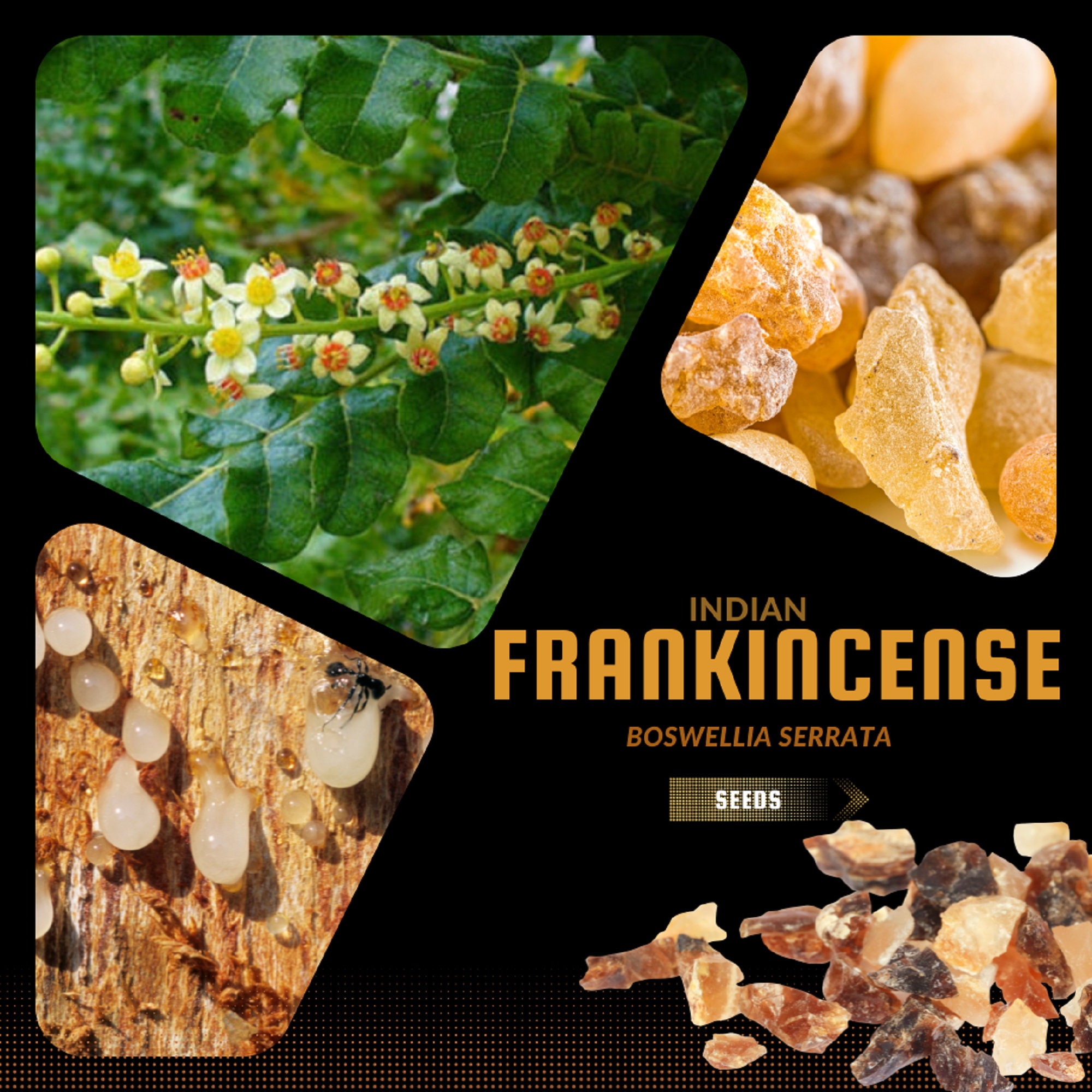 Indian Frankincense Tree - Boswellia Serrata - Rare Plants Seeds - Olibanum  Tree, Green-yellow, Boswellia Tree, Frankincense Incense Tree - Etsy Israel