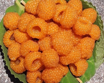 Puede incluir: Primer plano de un cuenco lleno de frambuesas de color naranja brillante. Las frambuesas están dispuestas en un racimo, algunas superpuestas. El cuenco está sobre una hoja verde.