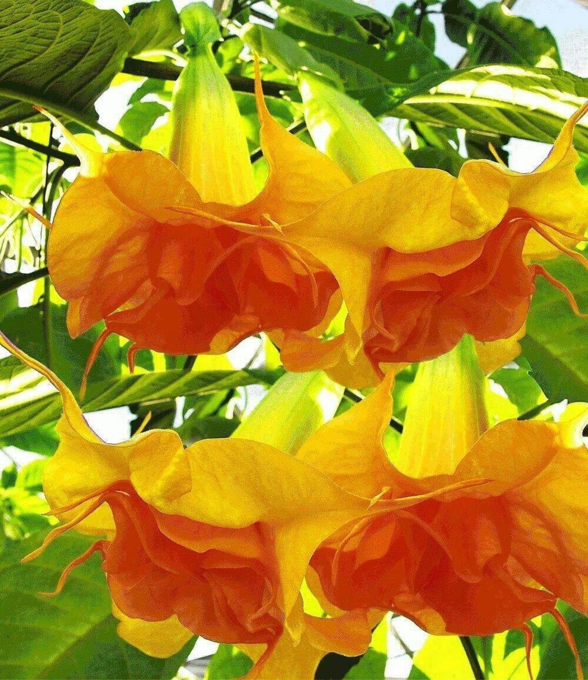 オレンジ色のエンジェルズトランペット - Brugmansia suaveolens var