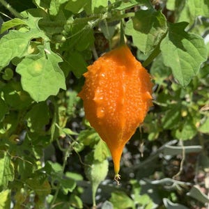 Balsam Pear / Bitter Melon - Momordica charantia - Rare Heirloom Vegetables