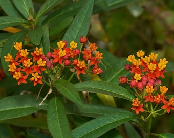 Tropical Milkweed - Asclepias Curassavica - Rare 'Plant' Seeds - Blood flower, Orange-Yellow, scarlet milkweed, Wild Ipecacuanha