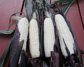 Martian Jewels Corn - Zea mays - Rare Heirloom Vegetable