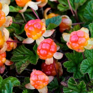 Cloudberry - Rubus chamaemorus - Rare 'Fruit' Seeds - Knotberry, Pink-Yellow, Mountain Berry, Mutuba, Yellowberry, Reindeer Berry