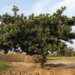 May include: A large, green tree with a thick trunk and many branches. The tree is in a field with dry grass and hay bales in the background.
