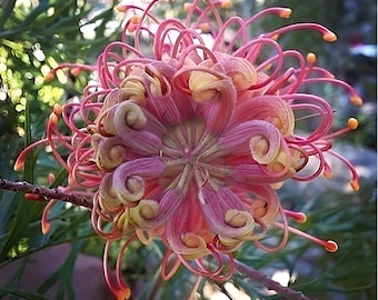 14kgfダブルフラワーカービング il_340x270.4682543867_9y20.jpg